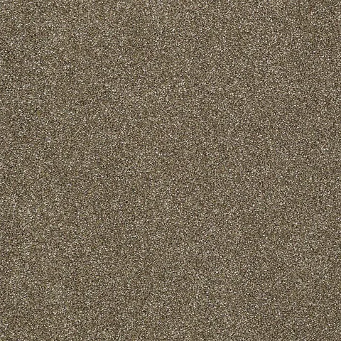 Dachshund