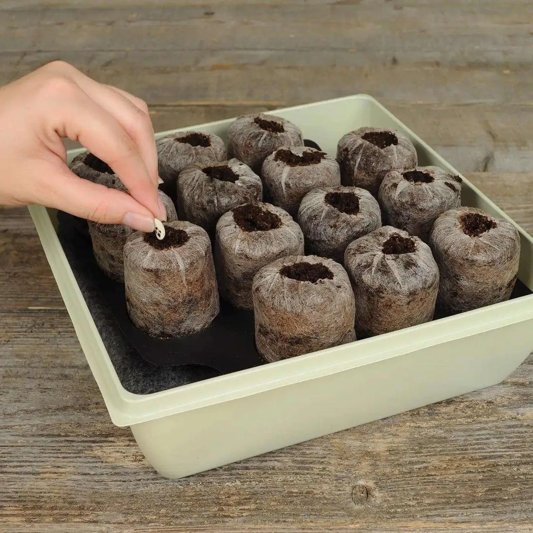 Jiffy 11 in. H X 11 in. W Self-Watering Peat Pellet Greenhouse 1 pk, photo 5 of 6
