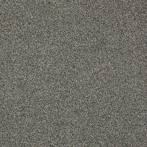 Schnauzer