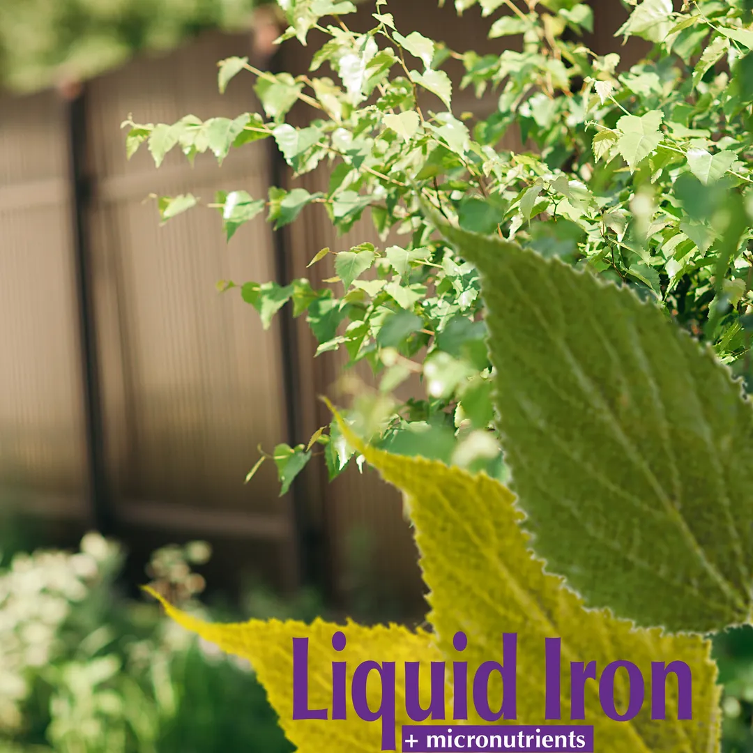 Bonide Garden Rich Liquid Iron Concentrate Plant Food, 32 oz, in a room, photo 5 of 5