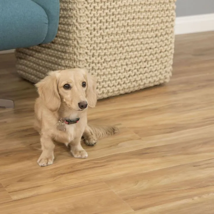 CALI Vinyl Pro Classic 10-Piece 7.12-in x 48-in Blonde Ale Luxury Vinyl Plank Flooring, photo 4 of 8