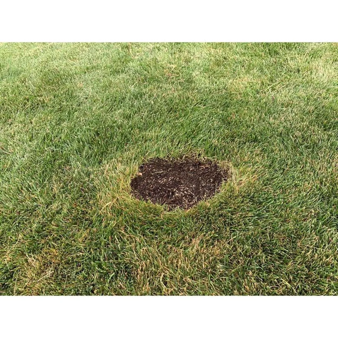 Ace Rapid Repair Pod Tall Fescue Grass Sun or Shade Fertilizer/Mulch/Seed 15 oz, photo 5 of 6