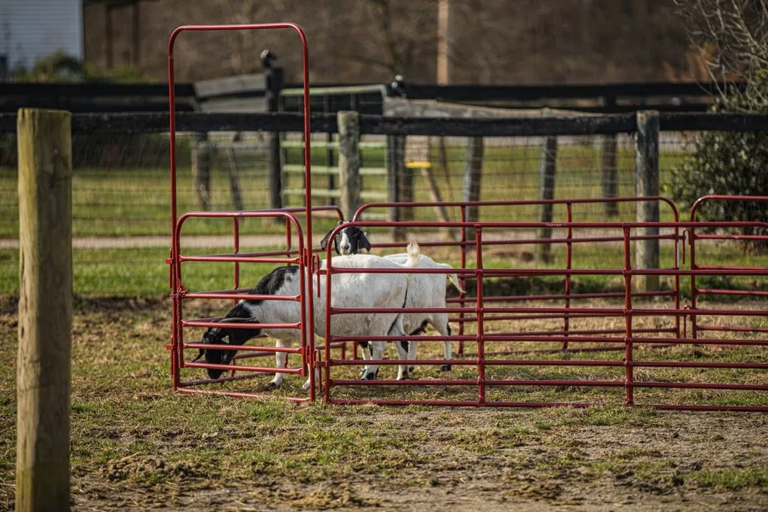 Tarter 6-ft H x 4-ft W Red Powder Coat Steel Corral Flat-top Farm Fence Gate, photo 6 of 6