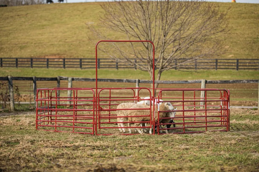 Tarter 6-ft H x 4-ft W Red Powder Coat Steel Corral Flat-top Farm Fence Gate, photo 5 of 6