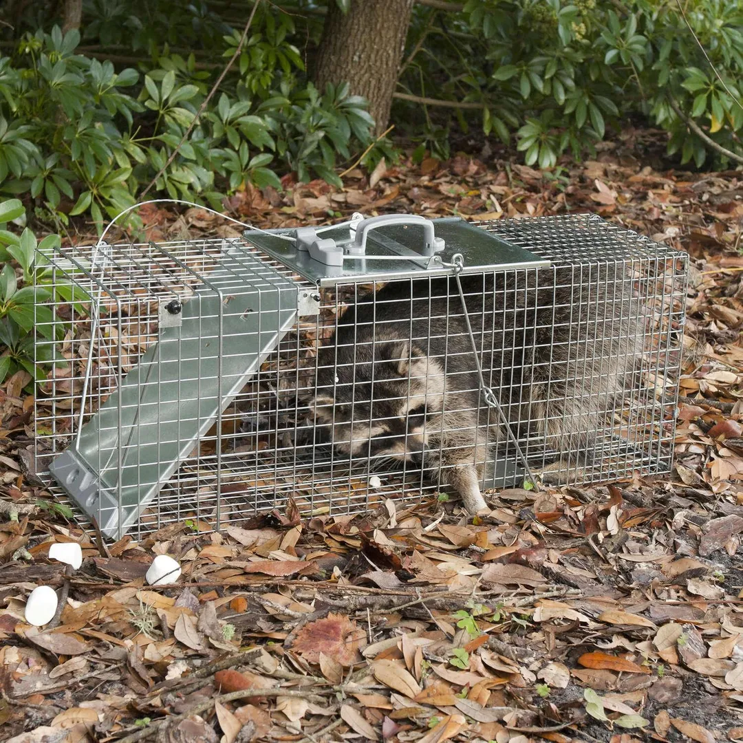 Havahart Live Catch Cage Trap For Cats and Raccoons 1 pk, photo 3 of 4
