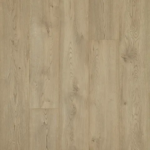 Champagne Bay Oak