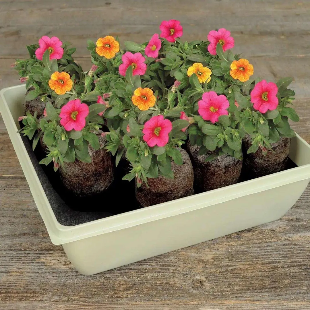 Jiffy 11 in. H X 11 in. W Self-Watering Peat Pellet Greenhouse 1 pk, photo 6 of 6