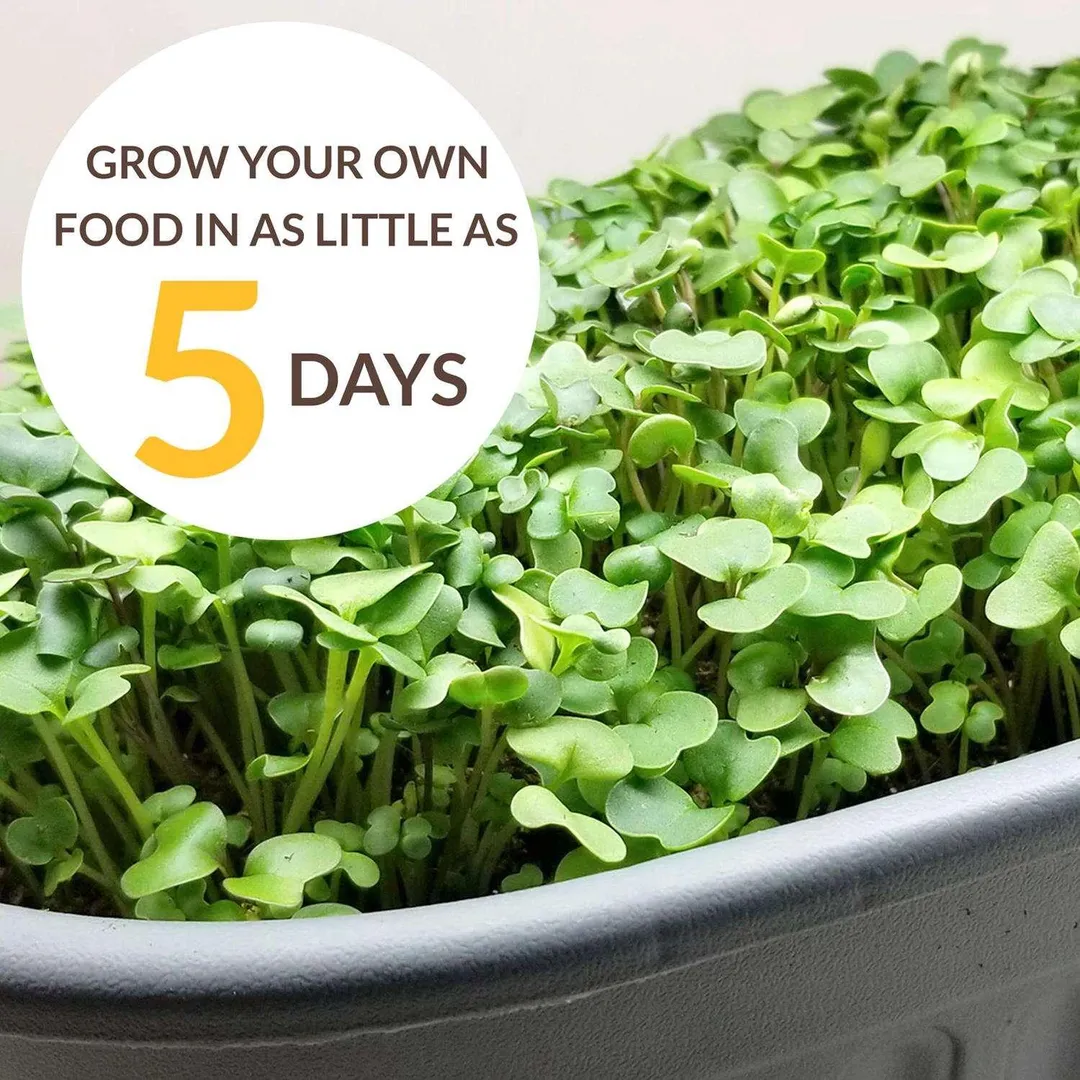 Ferry-Morse 4 in. H X 16 in. W X 4 in. L Windowsill Microgreens Grow Kit 1 pk, photo 5 of 5