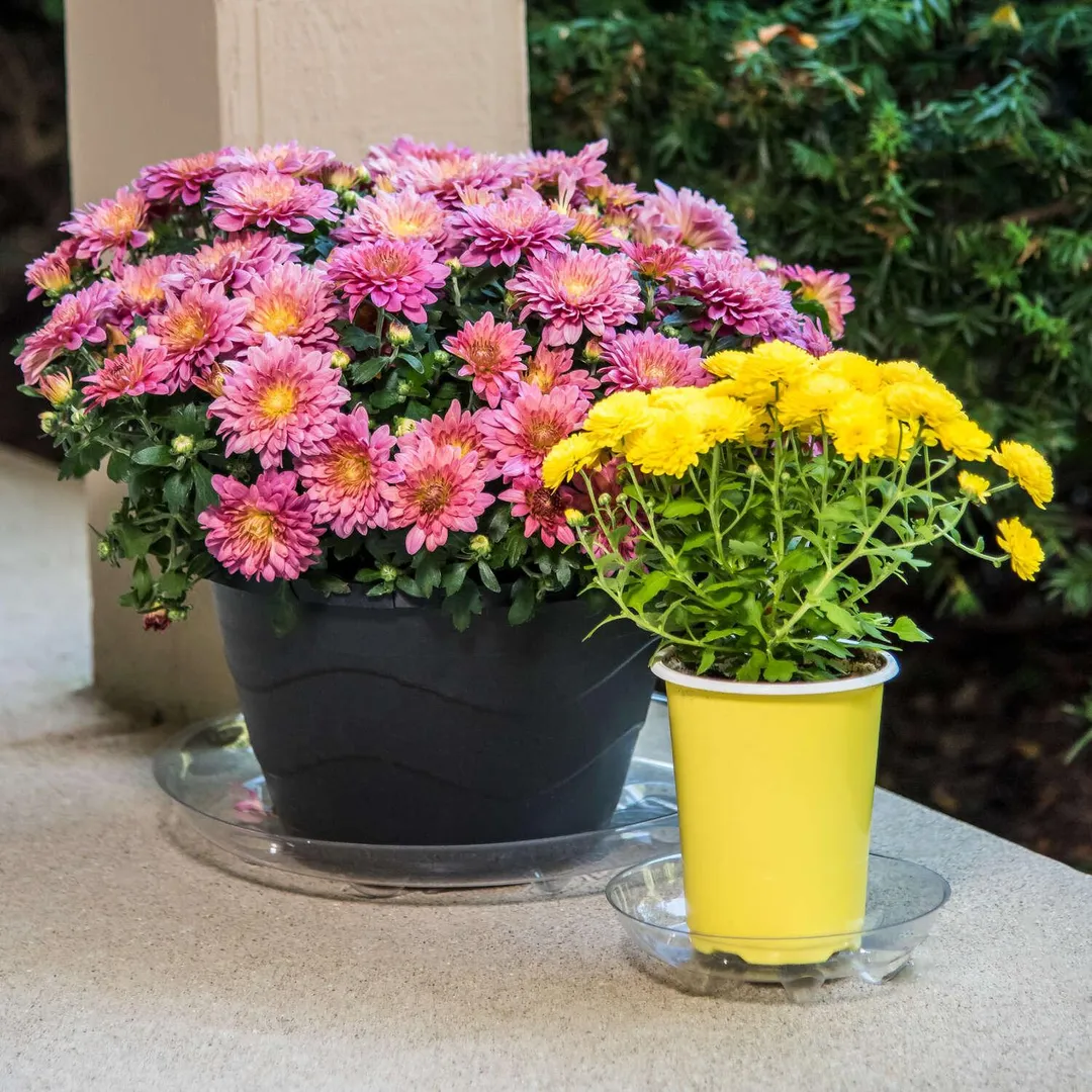 Gardener's Blue Ribbon 1 in. H X 8 in. D Plastic Plant Saucer Clear, photo 3 of 3