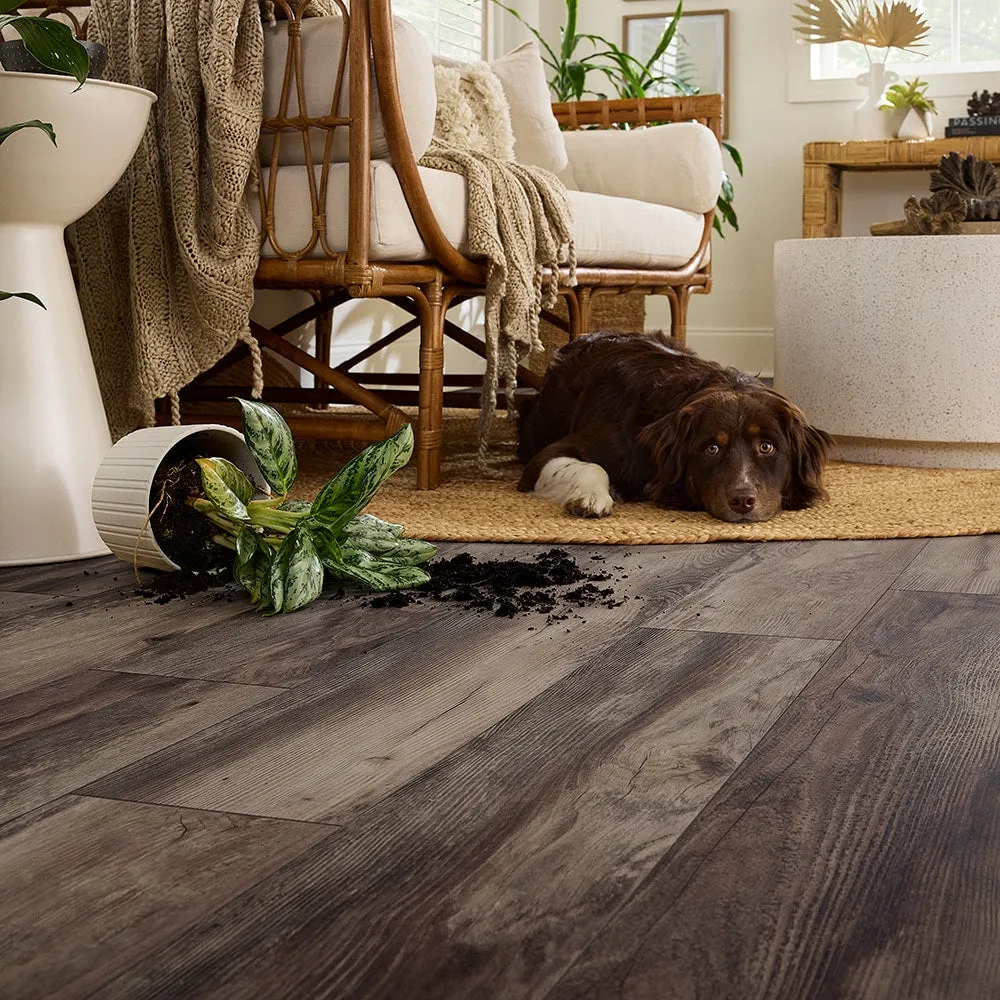 QuickStep Studio + Spill Repel Silverstone Pine 12-mm T x 7-1/2-in W x 47-1/4-in L Waterproof Laminate Wood Flooring ( 19.63-sq ft / Carton ), photo 3 of 8
