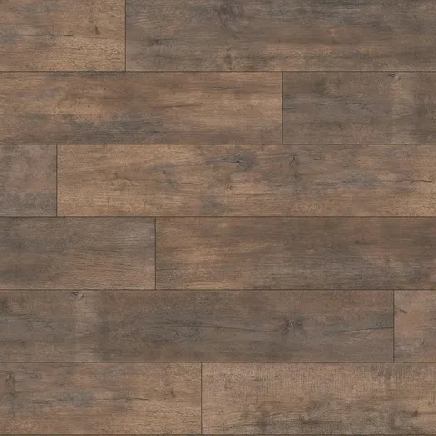 Ancient Oak
