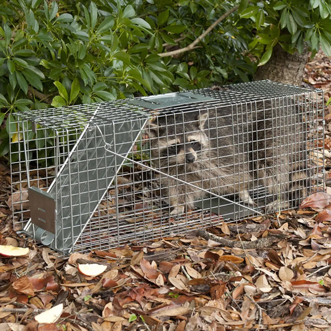 Havahart Live Catch Cage Trap For Cats and Raccoons 1 pk, photo 3 of 4