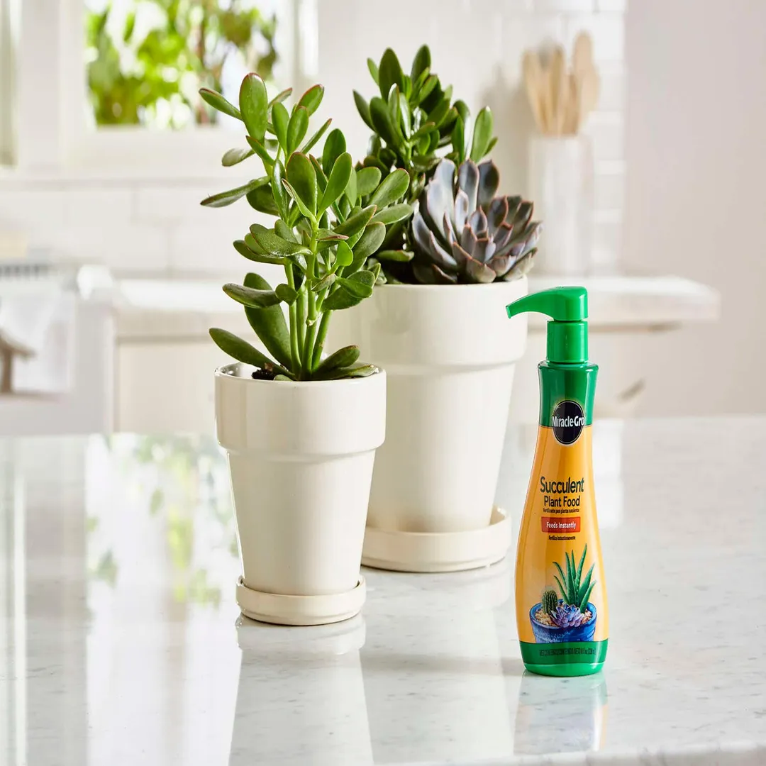 Miracle-Gro Succulent Liquid Cacti, Jade and Aloe Plant Food 8 oz, photo 2 of 7