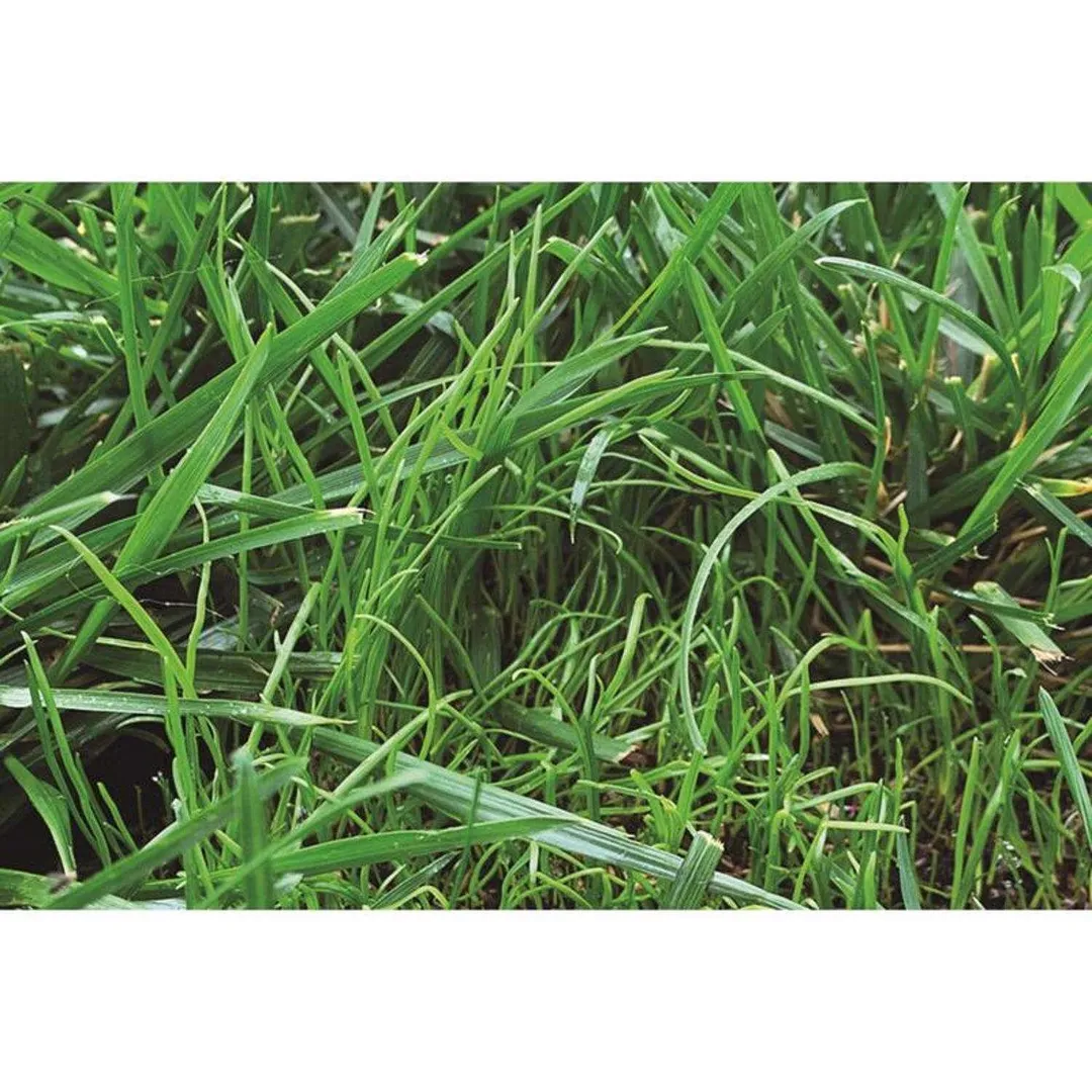 Ace Rapid Repair Pod All Grasses Full Sun Fertilizer/Mulch/Seed 15 pk, photo 6 of 6