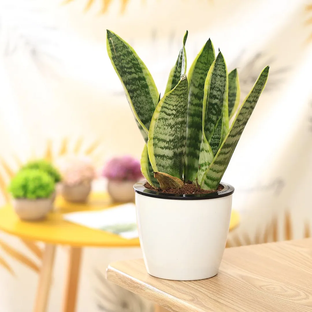 6 Pack 6.7" Self Watering Planter Wicking Pots for Indoor Golden Devil's Ivy, African Violet, Ocean Spider Plant, Orchid, White Color, photo 2 of 7