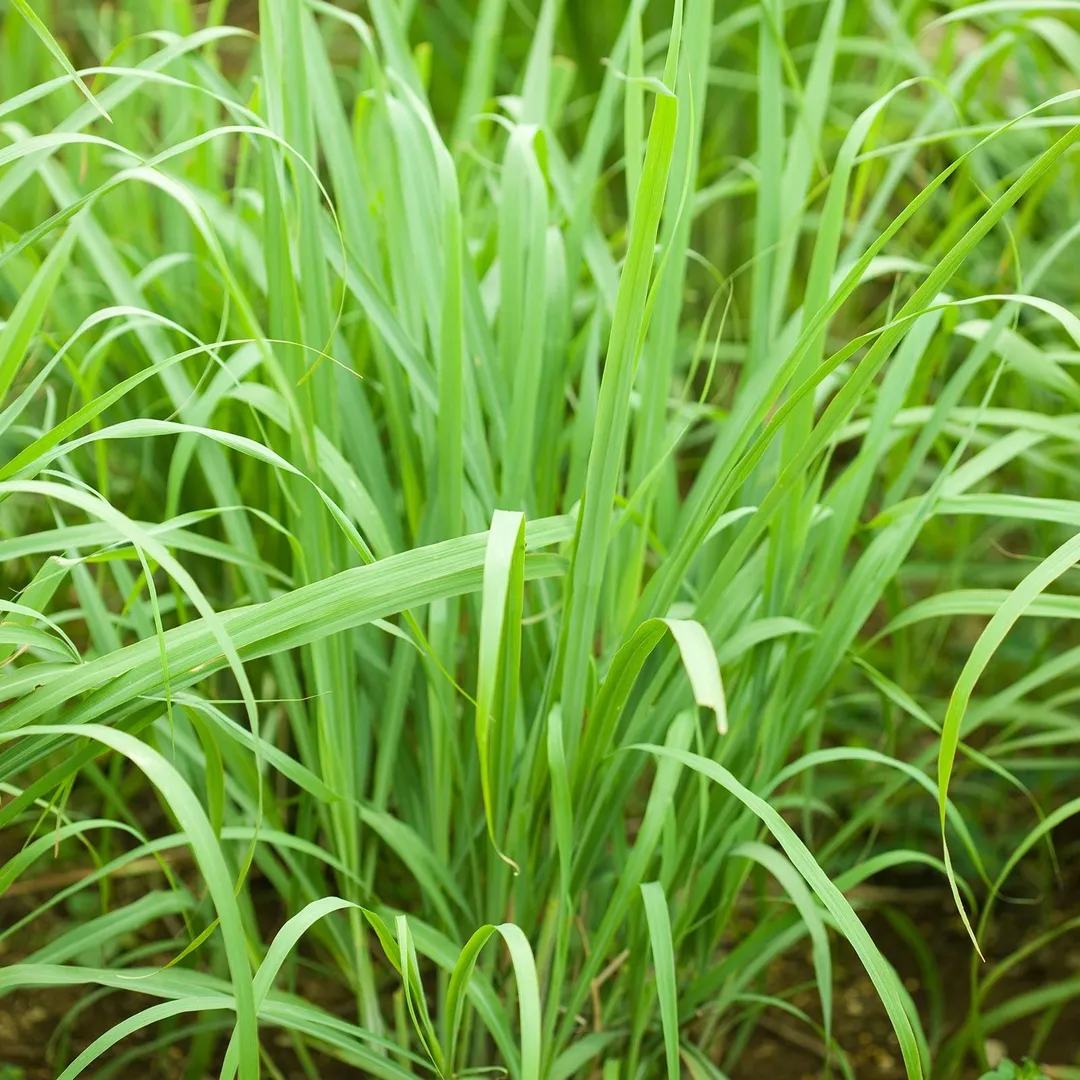 Lemon Grass Seeds - 250 g Packet - Non-GMO, Heirloom Culinary Herb Garden Seeds - Cymbopogon flexuosus, photo 2 of 2