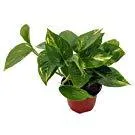 9GreenBox - Rare Mini Pachira Five Braided Tree Bring Luck Pachira Houseplant Bonsai, photo 3 of 3