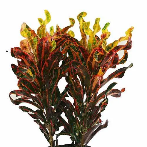 Costa Farms Live Indoor 12in. Croton Mammy, Grower Pot, photo 4 of 6