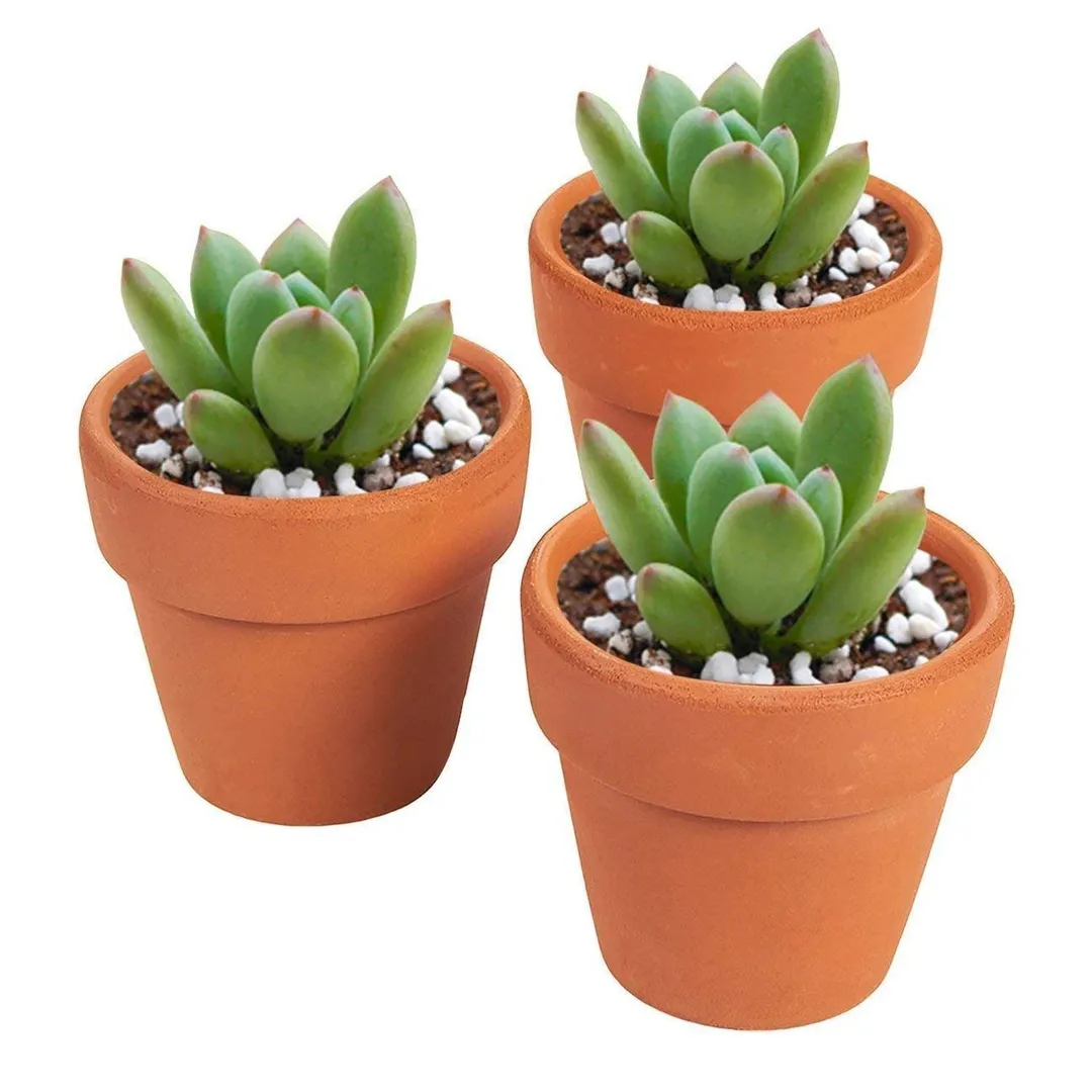 10-Pack 2.6" Terra Cotta Pots, Mini Small Terracotta Flower Clay Pots Planters for Plants with Drainage Holes, Ceramic Pottery Nursery Indoor Outdoor Garden Gardening for Cacti & Succulent 2.6 inches, photo 5 of 7