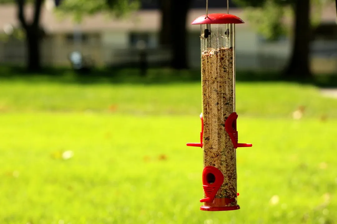 Ashman Bird Feeder, Metal Top and Bottom, Spacious Design, Attractive & Long Lasting, Fill it with Sunflower Black Oil Seeds, Clean and Fill, Great Gift for Friends and Family, Red, photo 5 of 5