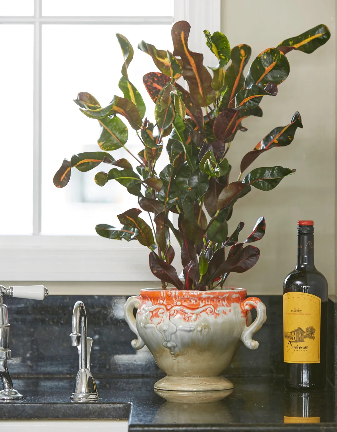 Costa Farms Live Indoor 12in. Croton Mammy, Grower Pot, photo 5 of 6