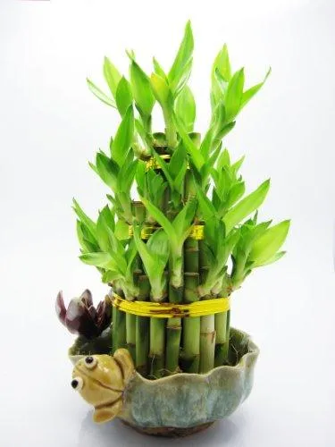 9GreenBox - Live 3 Layer Cake Lucky Bamboo Plant Arrangement w/ Frog & Lotus Handmade Ceramic Pot 40 stalk *GIFT*, photo 2 of 2