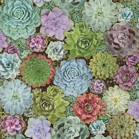 Succulents Peel and Stick Wallpaper
