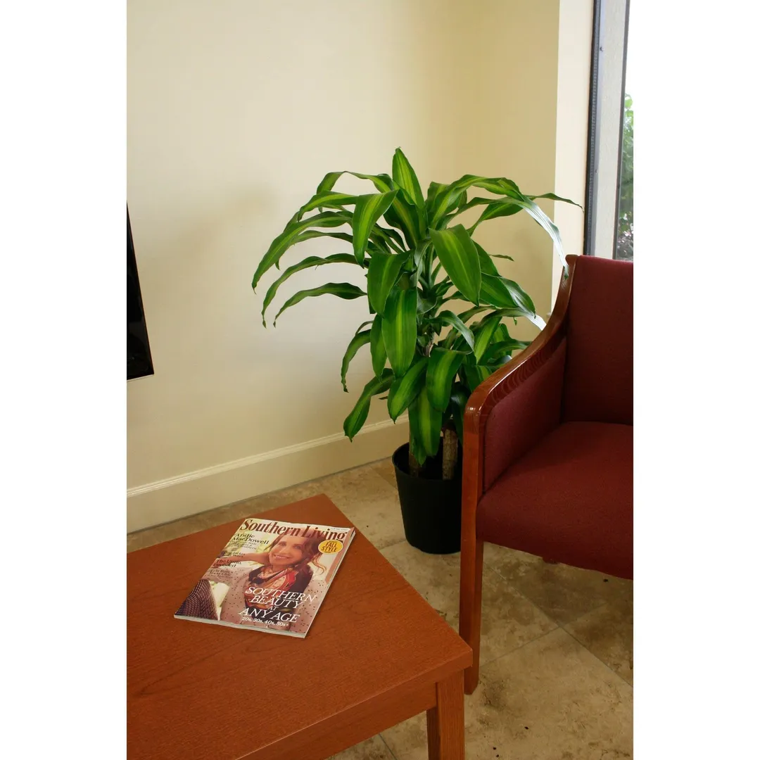 Costa Farms Live Indoor 2ft. Mass Cane, Grower Pot, photo 2 of 2