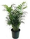 9GreenBox - Rare Mini Pachira Five Braided Tree Bring Luck Pachira Houseplant Bonsai, photo 2 of 3