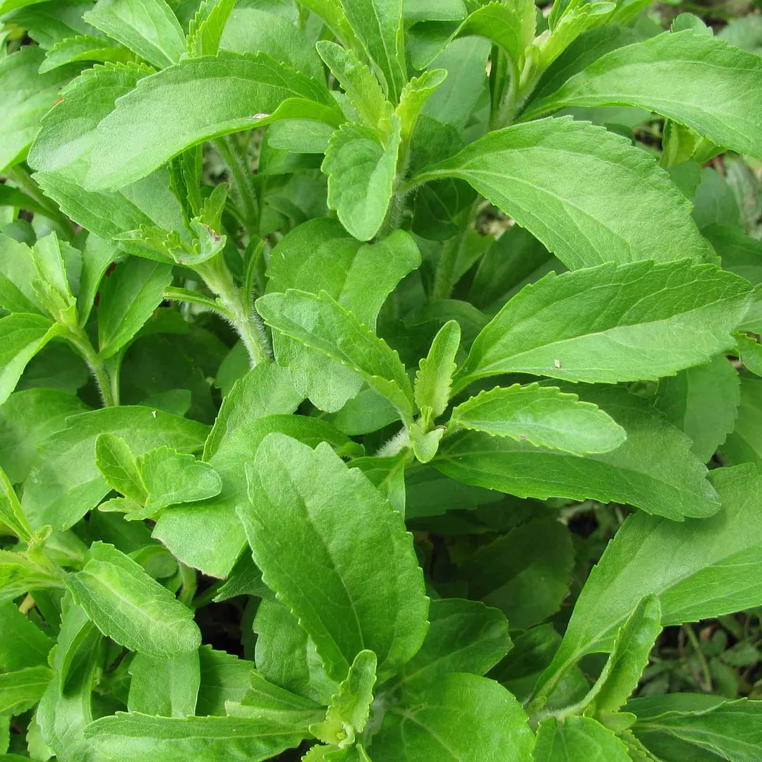 Stevia Sweet Herb Plant Seeds - 7 Seed Packet - Non-GMO, Heirloom Herbal Garden Seeds, photo 2 of 2