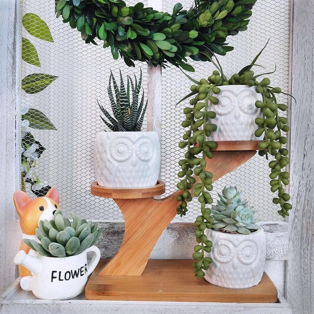 3pcs Owl Succulent Pots Flower Stand with 3 Tier Bamboo Saucers Stand Holder Home Office Desk Garden Mini Cactus Pot Indoor Decoration,White, photo 6 of 7