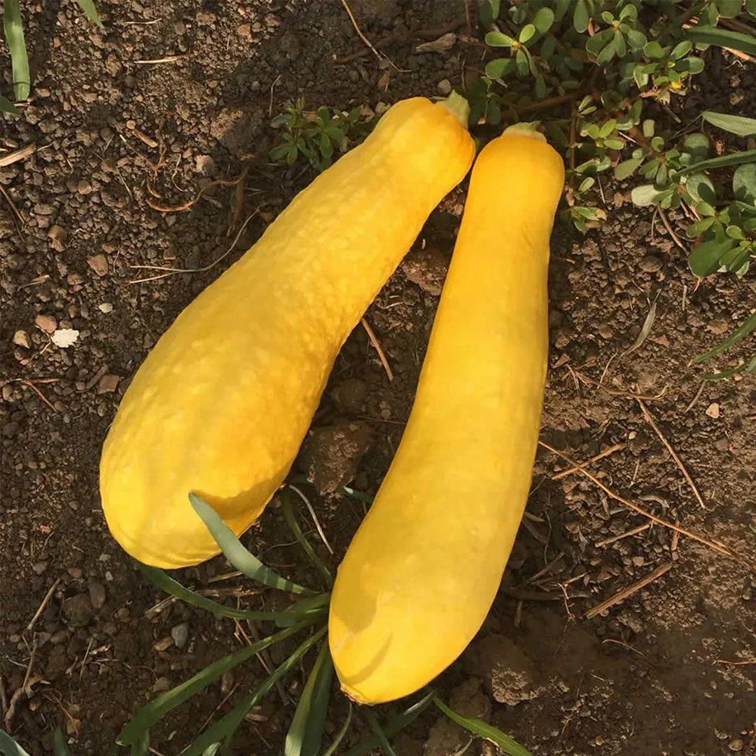 Early Prolific Straightneck Summer Squash Garden Seeds - 7 g Packet - Heirloom, Non-GMO - Vegetable Gardening Seed - Straight Neck Yellow Squash, photo 2 of 2