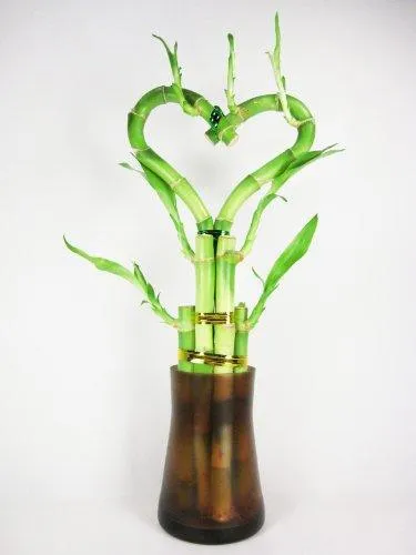 9GreenBox - Live Heart Shape 6 Style Lucky Bamboo Plant Arrangement w/ Tall Glass Vase, photo 2 of 2