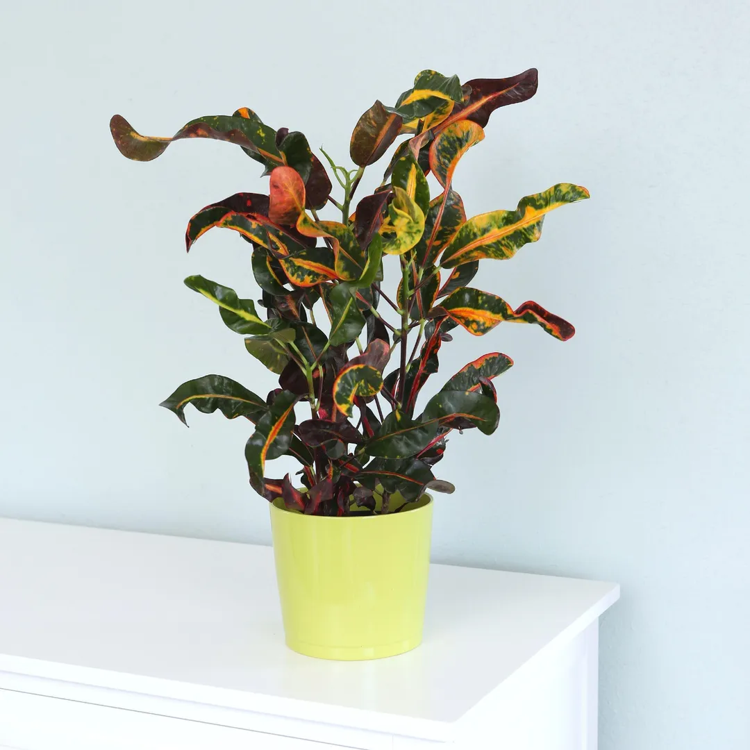 Costa Farms Live Indoor 12in. Croton Mammy, Grower Pot, photo 3 of 6